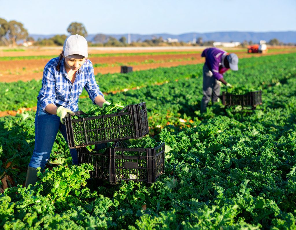 Urgent Farm Worker Jobs in Cowra, NSW – Seasonal Vegetable Picking & Packing (Oct 2025–July 2026)